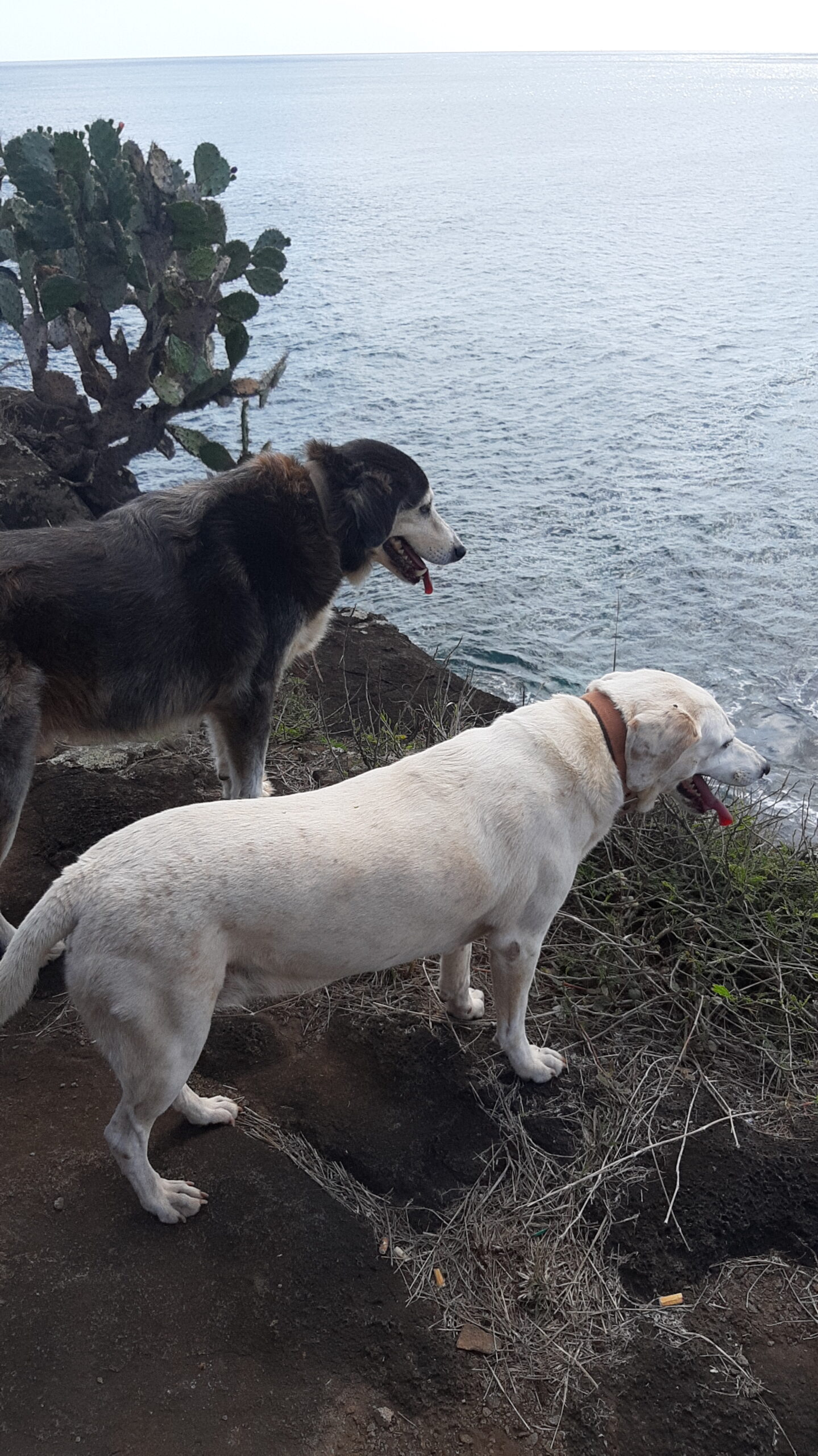 Gefahrliche Tiere Auf Mauritius